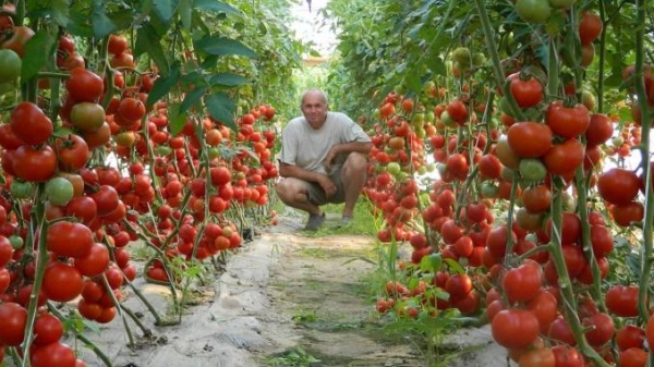 Fermierii din programul Tomata trebuie să notifice DAJ când încep recoltarea!