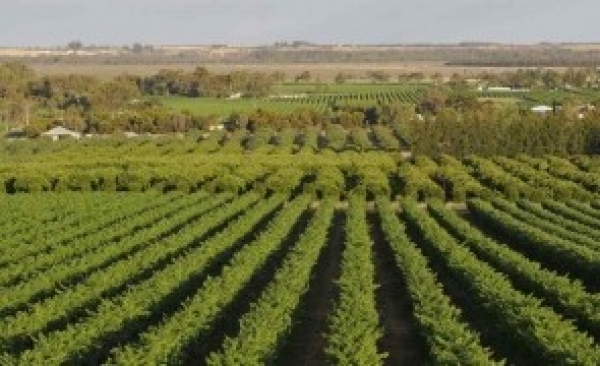 INS: 2016, cel mai SLAB an din ultimii trei pentru agricultură