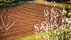 Trei organizații de fermieri cer PNL și USR să își retragă contestația depusă la CCR privind noua lege a vânzării terenurilor agricole!