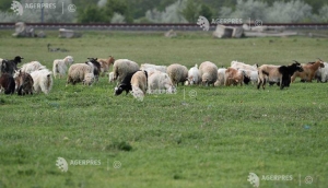 România la efectivele de ovine şi caprine, în 2019