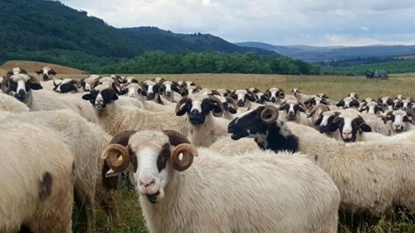 Ajutorul de 5 lei/cap de ovină, retras de MADR! Cuantumul va fi majorat!