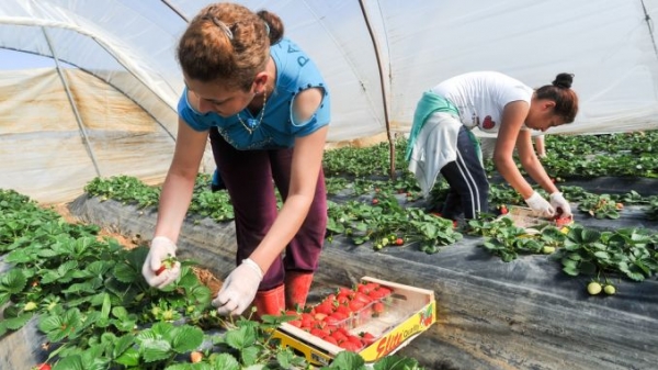 LOVITURĂ DATĂ de BRUXELLES MARILOR FERMIERI! SUBVENȚII MAI MARI pentru MICII FERMIERI!