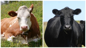 Subvenții APIA: Sume mai mari anul acesta pentru sprijinul cuplat la bovine