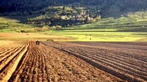 Noua lege a vânzării terenurilor agricole, atacată la CCR de către PNL și USR!