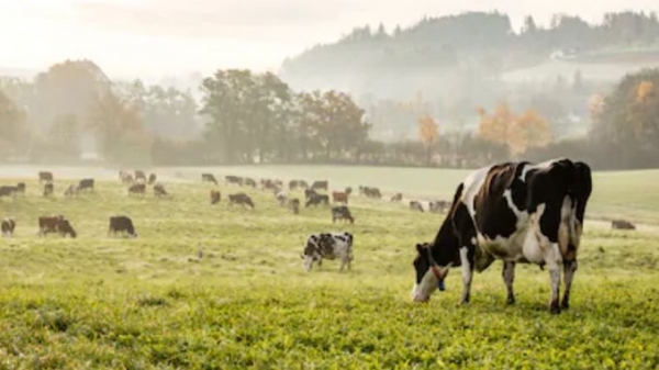 Conferința ”Realizări și perspective în ameliorarea genetică a taurinelor” va avea loc vineri, 28 februarie, la IBNA Balotești Informaţiile publicate de Agrointeligența – AGROINTEL.RO pot fi preluate doar în limita a 500 de caractere şi cu citarea în