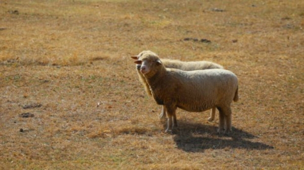 Secetă extremă! Pompierii au adus apă cu cisterna pentru animalele dintr-o comună!